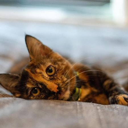 Cavendish Cat And Gaming House Διαμέρισμα Μπλάκπουλ Εξωτερικό φωτογραφία