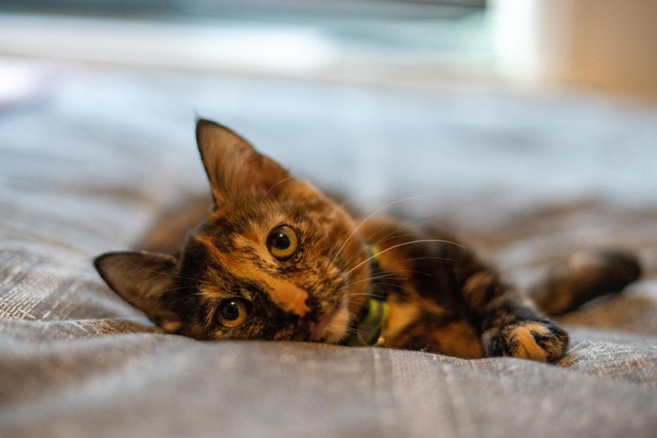 Cavendish Cat And Gaming House Διαμέρισμα Μπλάκπουλ Εξωτερικό φωτογραφία