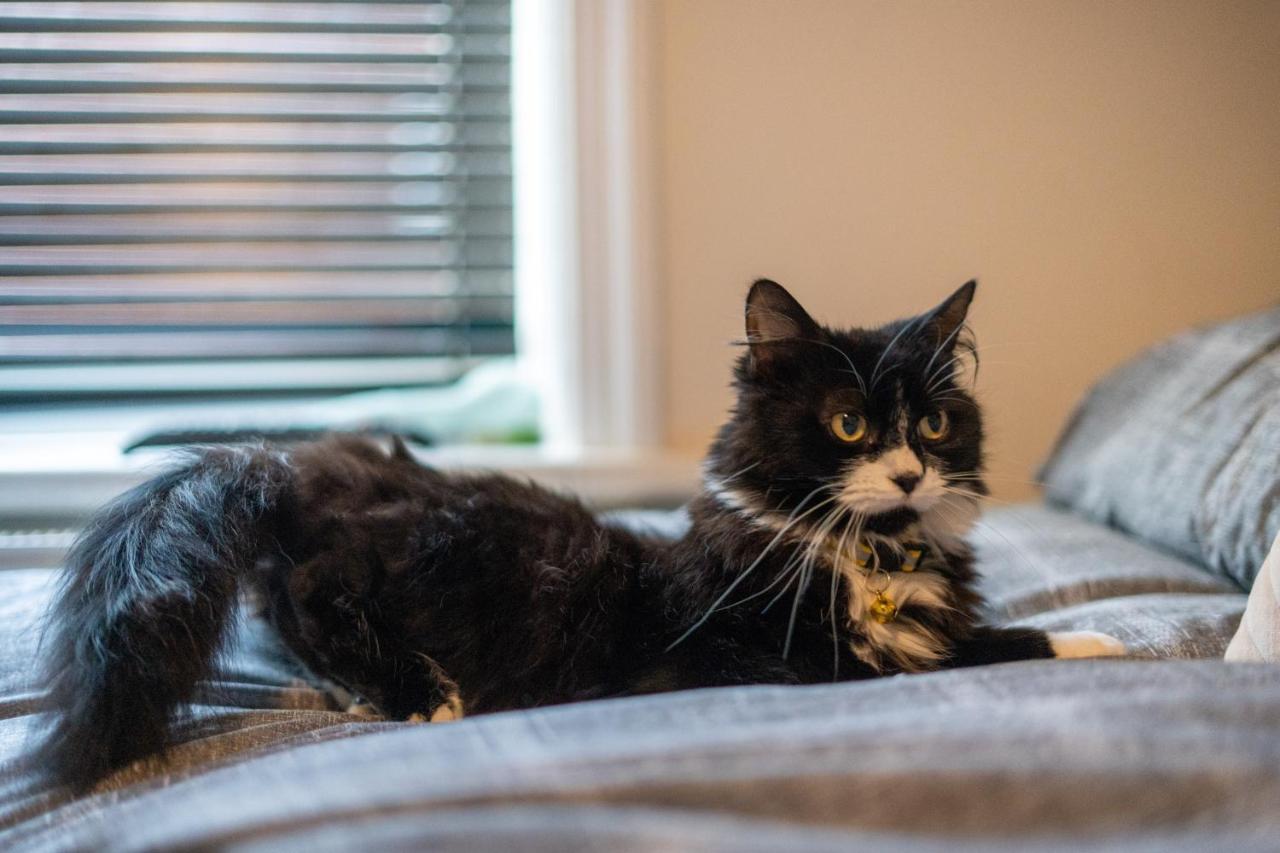Cavendish Cat And Gaming House Διαμέρισμα Μπλάκπουλ Εξωτερικό φωτογραφία