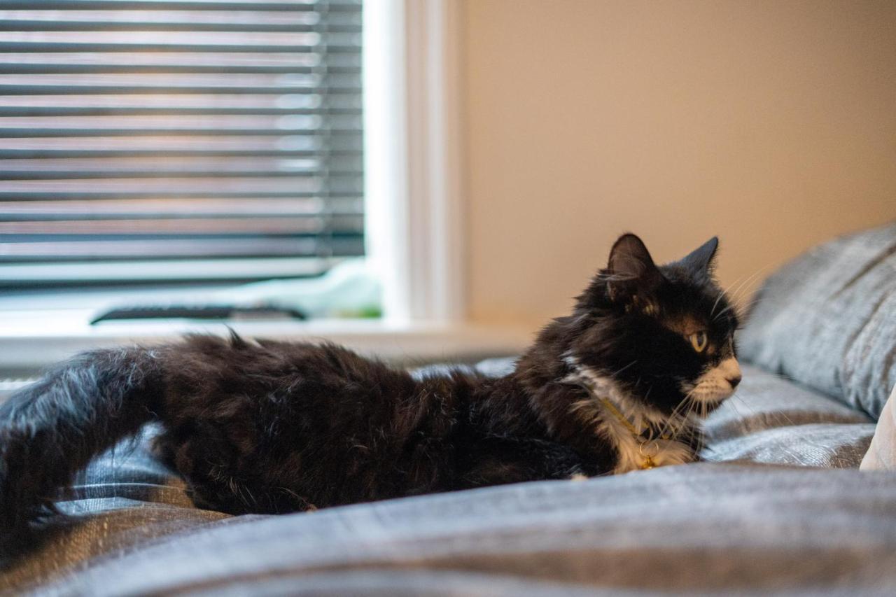 Cavendish Cat And Gaming House Διαμέρισμα Μπλάκπουλ Εξωτερικό φωτογραφία