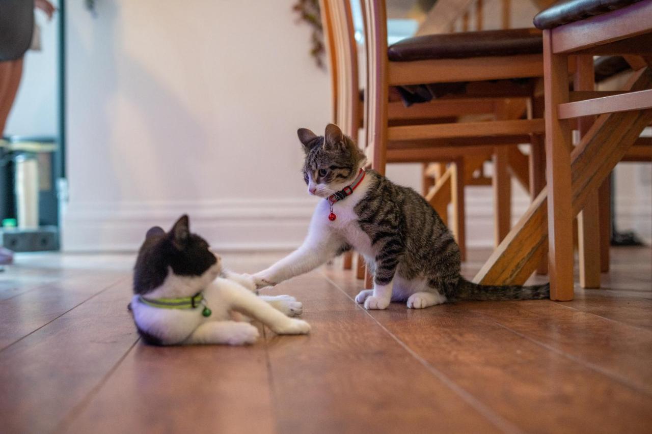 Cavendish Cat And Gaming House Διαμέρισμα Μπλάκπουλ Εξωτερικό φωτογραφία