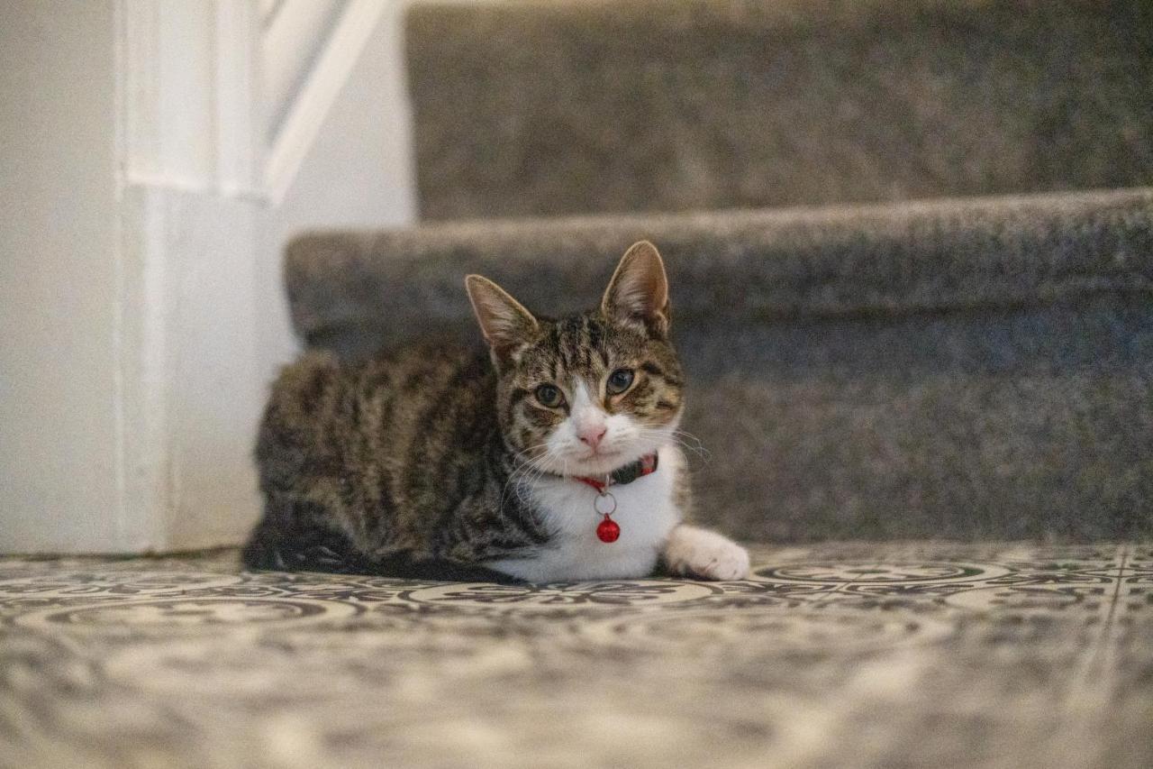 Cavendish Cat And Gaming House Διαμέρισμα Μπλάκπουλ Εξωτερικό φωτογραφία
