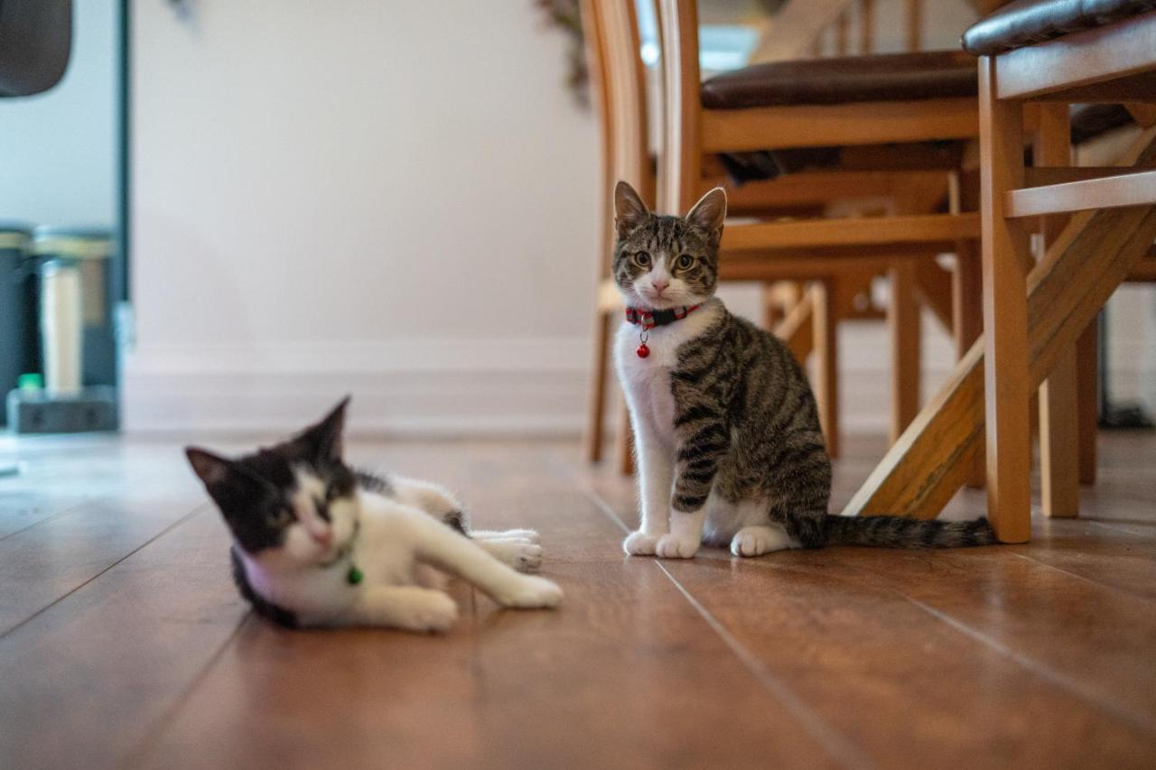 Cavendish Cat And Gaming House Διαμέρισμα Μπλάκπουλ Εξωτερικό φωτογραφία