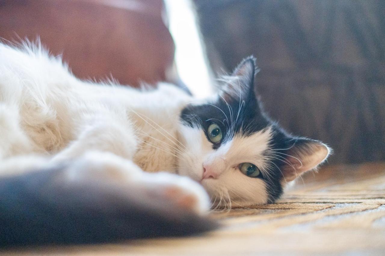 Cavendish Cat And Gaming House Διαμέρισμα Μπλάκπουλ Εξωτερικό φωτογραφία