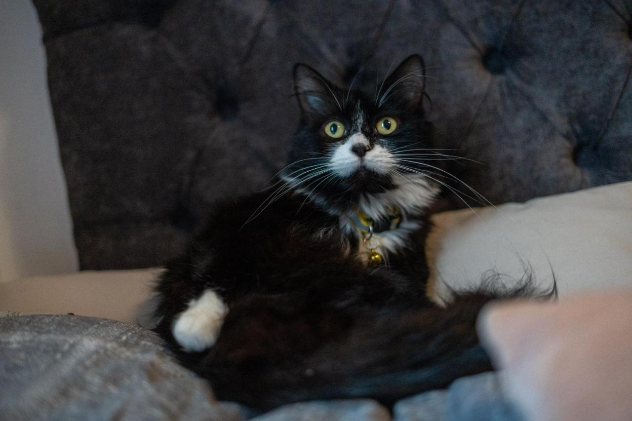 Cavendish Cat And Gaming House Διαμέρισμα Μπλάκπουλ Εξωτερικό φωτογραφία