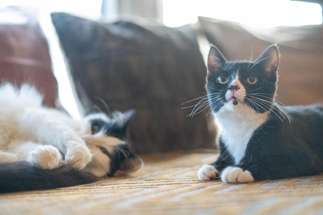 Cavendish Cat And Gaming House Διαμέρισμα Μπλάκπουλ Εξωτερικό φωτογραφία